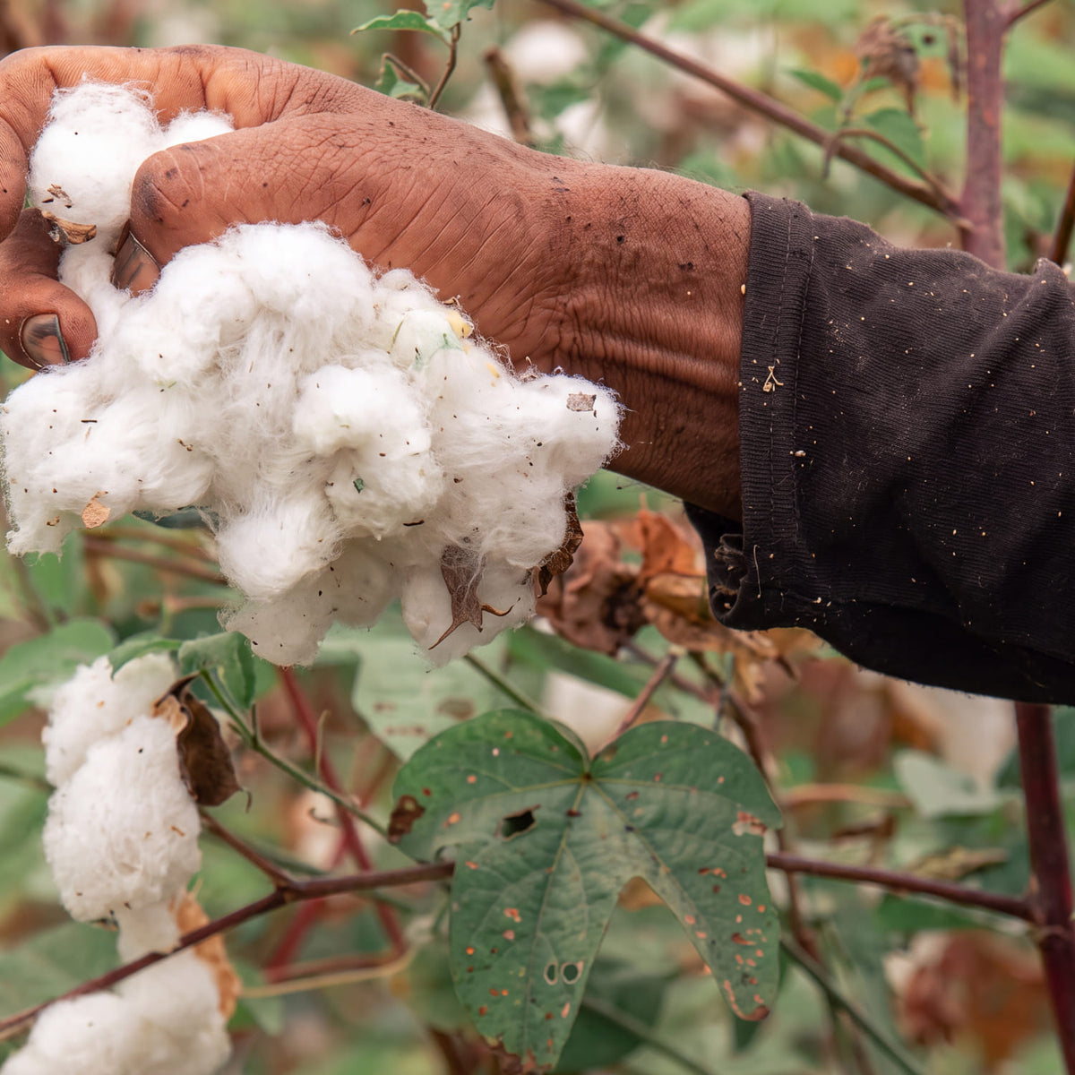 organic-cotton-clothing