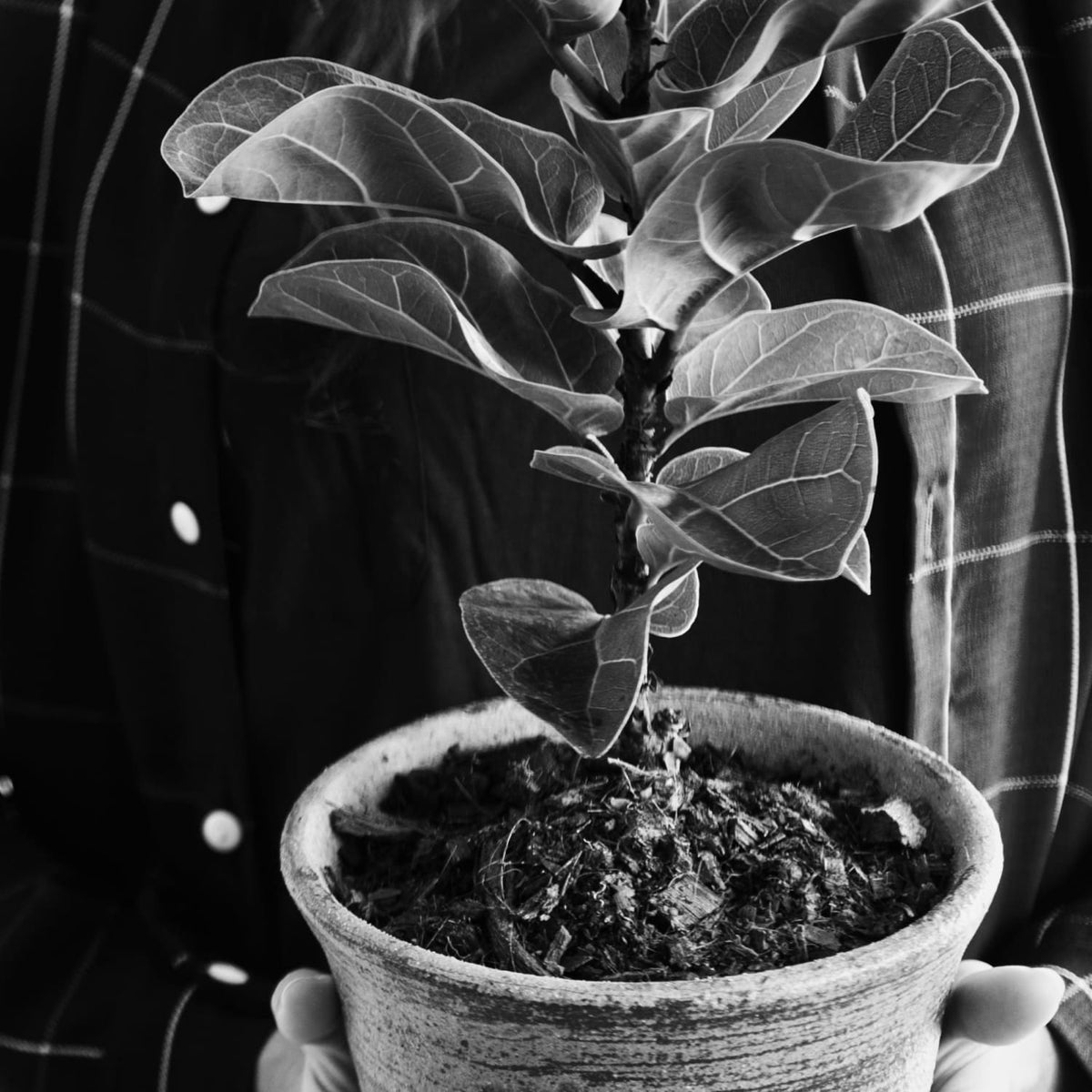 sustainable-plant-tree
